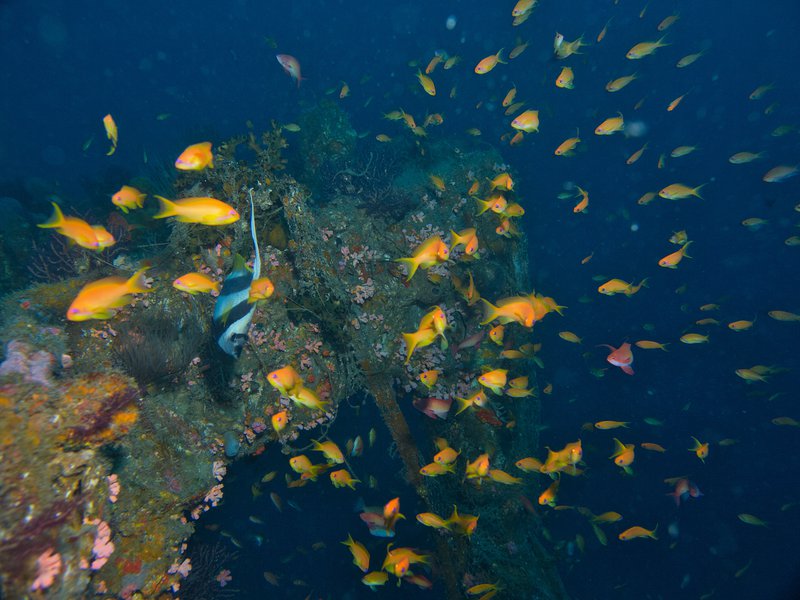 Wreck, Sophie Rickmers